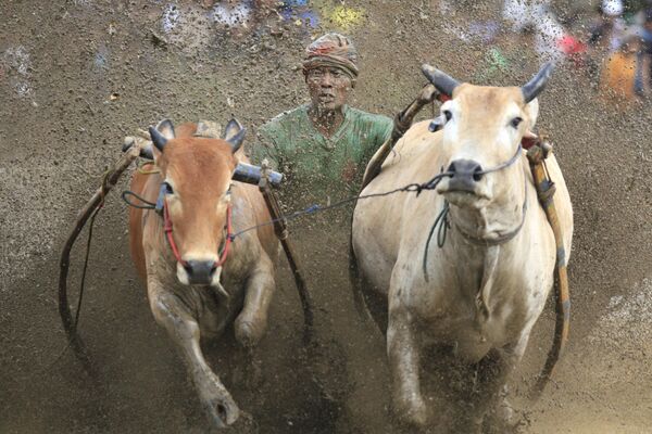 Participante en la carrera de toros Pacu Jawi en Tanah Datar, provincia de Sumatra Occidental, Indonesia. - Sputnik Mundo