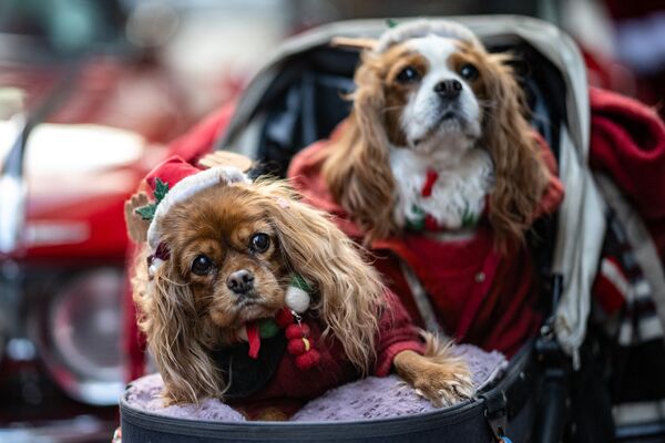 Perros con elegantes disfraces en el barrio Marunouchi de Tokio. - Sputnik Mundo