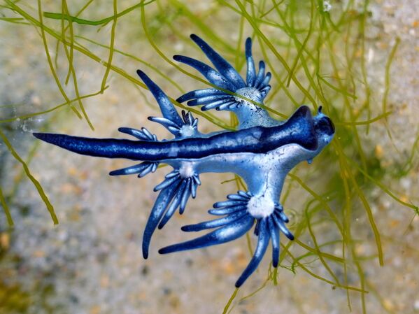 El dragón azul es una especie de molusco que vive en el océano. Su hábitat más frecuente son las costas de Australia, África y Estados Unidos. El dragón azul no vuela, se arrastra por la superficie del agua. Su aspecto de colores brillantes le sirve de excelente camuflaje. A pesar de su aspecto inofensivo, el dragón azul es peligroso. Su piel está cubierta de veneno. - Sputnik Mundo