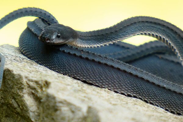 Xenodermus javanicus, también conocida como serpiente dragón de Java. Todo el cuerpo de esta serpiente está cubierto de escamas que recuerdan más a la piel de un cocodrilo. Los xenodermos de Java son criaturas amantes del agua, y su hábitat son las islas y países del sudeste asiático. - Sputnik Mundo