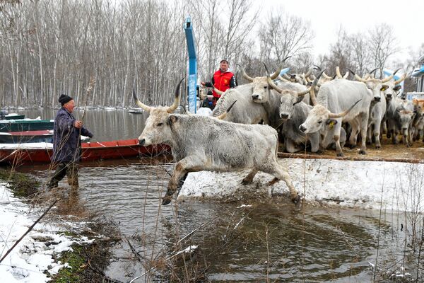 Granjeros evacuando ganado de la isla inundada de Krcedinska Ada, en el río Danubio, al noroeste de Belgrado, Serbia. - Sputnik Mundo