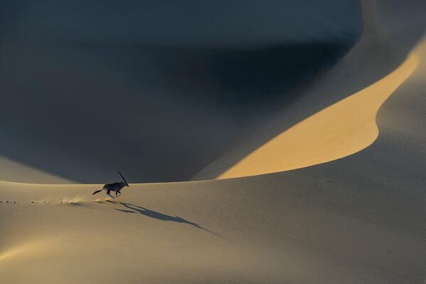 Una imagen de Serguéi Gorshkov de un oryx corriendo por el desierto del Namib recibió una mención especial en la categoría Paisaje y Medioambiente (Landscape and Environment Portfolio). - Sputnik Mundo