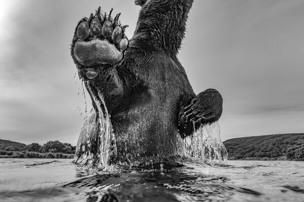 Otra imagen del fotógrafo ruso Serguéi Gorshkov de un oso pardo nadando en Kamchatka obtuvo el segundo puesto en la categoría Una foto: Arriba, A la altura de los ojos, Abajo (MPB One Shot: Above, Eye Level, Below). - Sputnik Mundo