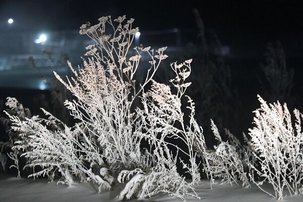 Plantas cubiertas de escarcha con una helada de 33 °C en la región de Krasnoyarsk. - Sputnik Mundo
