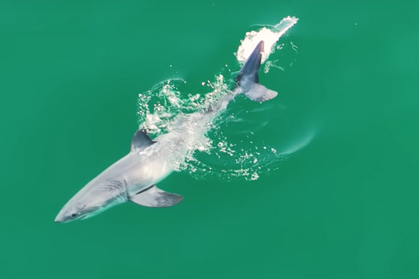 Cría de tiburón blanco en las aguas de California - Sputnik Mundo