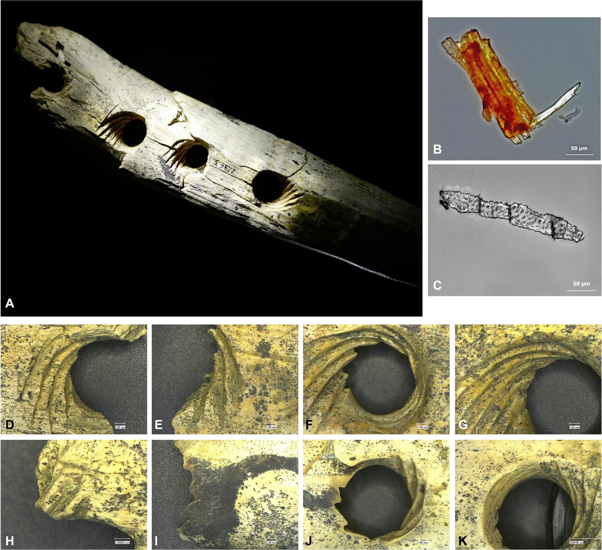 Imágenes macro y microscópicas del bastón perforado H. Jensen - Sputnik Mundo, 1920, 04.02.2024