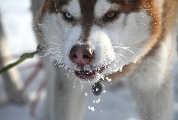 Un perro husky participando en el torneo. - Sputnik Mundo