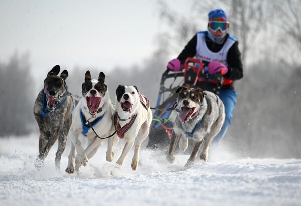 Los trineos tirados por perros competían en velocidad en equipos de dos, cuatro e incluso seis perros. - Sputnik Mundo