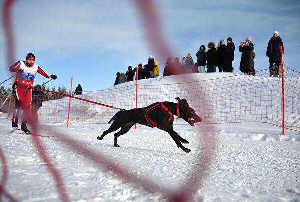 Los esquiadores, acompañados por un perro, también participaron en la competición. - Sputnik Mundo