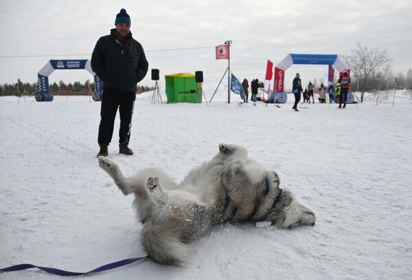 Un perro husky descansando luego de la competición. - Sputnik Mundo