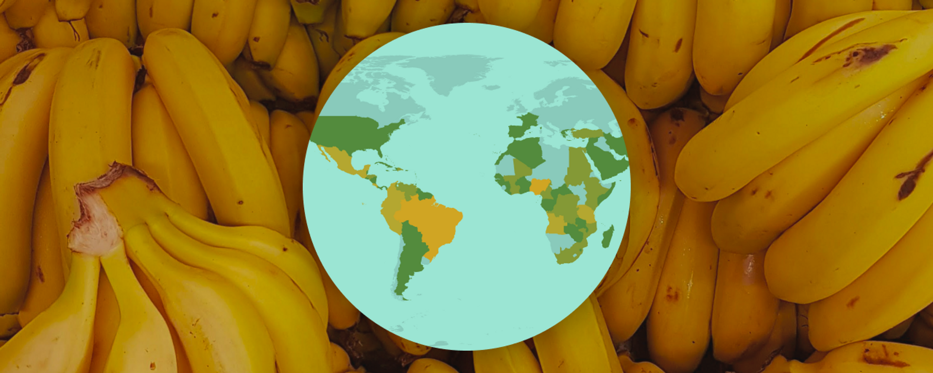 Principales países productores de bananas - Sputnik Mundo, 1920, 12.02.2024