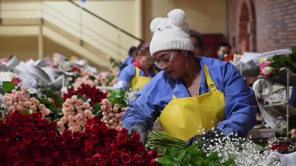De Colombia para el Mundo: un fábrica de rosas de San Valentín - Sputnik Mundo