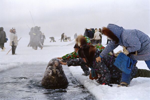 Mujeres esquimales de Alaska acarician a una ballena capturada antes de que ella y sus parientes se dirijan a mar abierto. - Sputnik Mundo