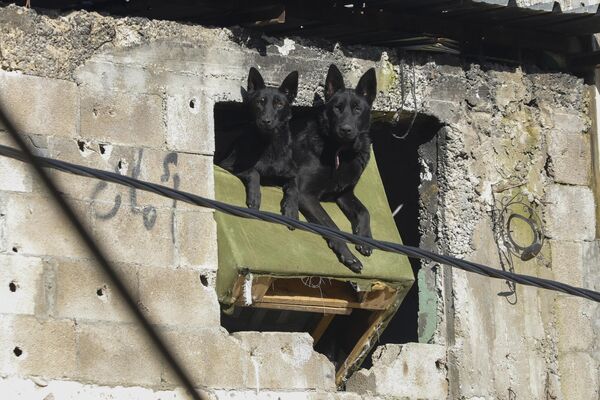 Perros en una casa acribillada por balas en el campo de refugiados de Yenín, en la Cisjordania ocupada por Israel. - Sputnik Mundo