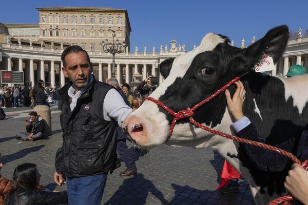 Campesinos italianos con una vaca en la Plaza de San Pedro del Vaticano antes de la oración del Ángelus del papa Francisco. - Sputnik Mundo
