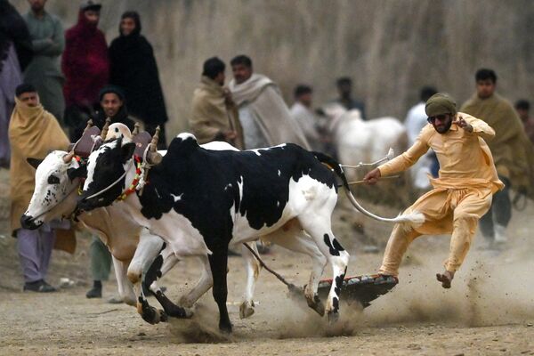 Carreras tradicionales de trineos tirados por toros en Pakistán. - Sputnik Mundo
