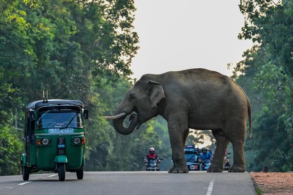 Un riksha pasa cerca de un elefante salvaje que cruza la carretera en Sri Lanka. - Sputnik Mundo