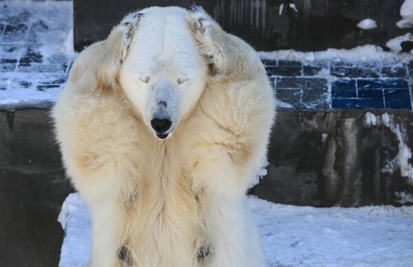 En EEUU, donde el exterminio de osos polares se ha convertido en un lucrativo negocio, la caza de estos animales no está controlada de ninguna manera. En la foto: la osa polar Gerda en el zoológico de Novosibirsk. - Sputnik Mundo
