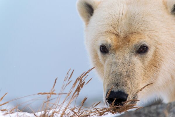 Hasta la fecha, solo han sobrevivido en el mundo 19 poblaciones de osos polares, con un número total de entre 22.000 y 31.000 especímenes. En la foto: un oso polar en el cabo Kozhevnikova, en Chukotka. - Sputnik Mundo