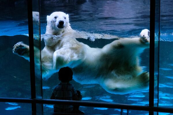 Un oso polar en el parque temático Hakkeijima Sea Paradise de Yokohama, en Japón. - Sputnik Mundo