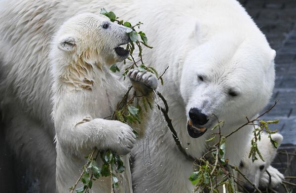 Unos 300 osos polares viven en zoológicos de todo el mundo. En la foto: la osa polar Gerda con sus cachorros en el recinto del zoológico de Novosibirsk. - Sputnik Mundo