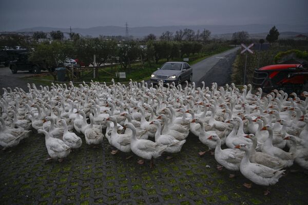 Una manada de gansos caminando en el pueblo agrícola de Fishte, cerca de la ciudad albana de Lezhe. - Sputnik Mundo