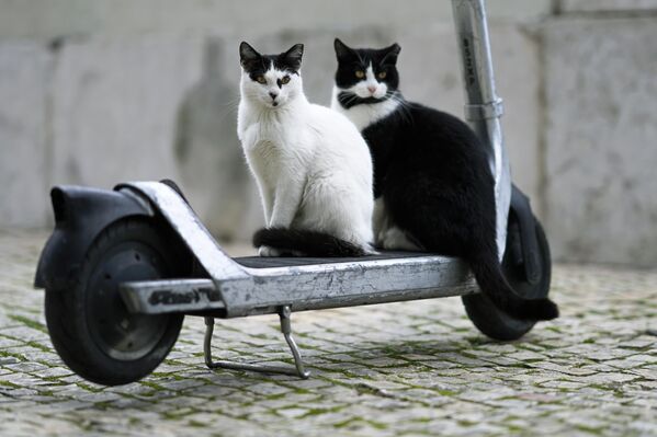 Dos gatos sentados en un patinete eléctrico en Lisboa, Portugal. - Sputnik Mundo