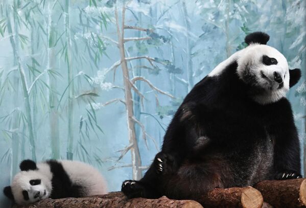 La hembra de panda gigante, primera en la historia de Rusia, nació en el Zoológico de Moscú a finales de 2023. Sus padres, Ding Ding y Ru Yi, llegaron a la capital rusa en 2019 en honor del 70 aniversario del establecimiento de las relaciones diplomáticas entre Rusia y China.En la foto: el cachorro de panda Katiusha con su madre Ding Ding en el Zoológico de Moscú. - Sputnik Mundo