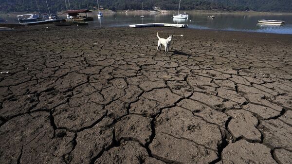 Un perro se encuentra en las orillas agrietadas y expuestas de la presa Miguel Alemán en Valle de Bravo, México (imagen ilustrativa)  - Sputnik Mundo