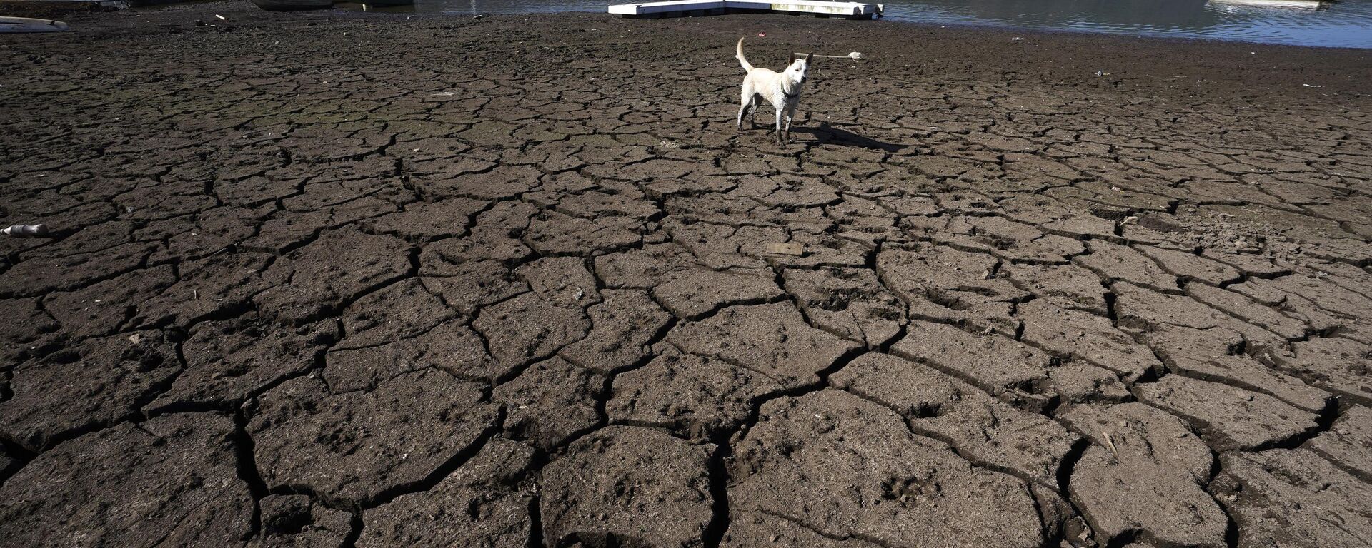 Un perro se encuentra en las orillas agrietadas y expuestas de la presa Miguel Alemán en Valle de Bravo, México (imagen ilustrativa)  - Sputnik Mundo, 1920, 19.03.2024