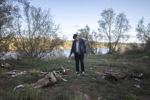 Un hombre señala a su ganado muerto, que según él murió por beber el agua salada del río Moulouya, Nador, Marruecos. - Sputnik Mundo