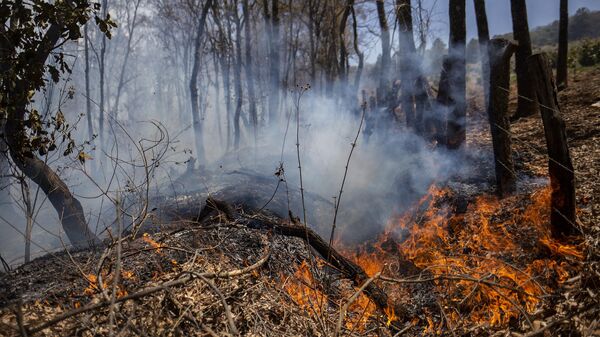 Los incendios forestales están afectando a gran parte de México. - Sputnik Mundo