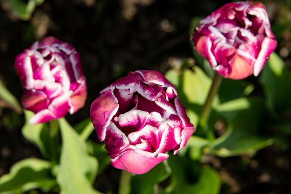 Tradicionalmente, se considera que el tulipán es una flor holandesa, pero esto es totalmente falso.  - Sputnik Mundo