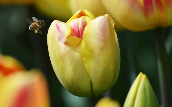 Pero para Crimea el tulipán puede considerarse un habitante nativo, porque en esta región esa flor se encuentra en forma silvestre. - Sputnik Mundo