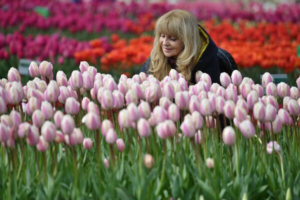 Miles de visitantes acuden cada año a ver los tulipanes. - Sputnik Mundo