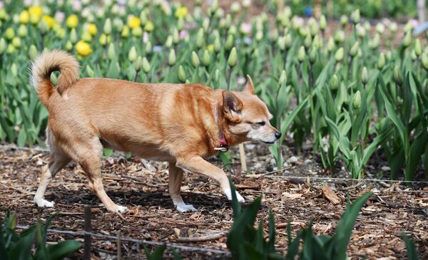 En la foto: un perro entre tulipanes en el jardín botánico Nikitski. - Sputnik Mundo