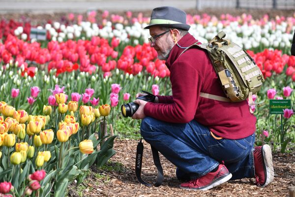 En la foto: un hombre hace fotos de tulipanes en el jardín botánico Nikitski. - Sputnik Mundo