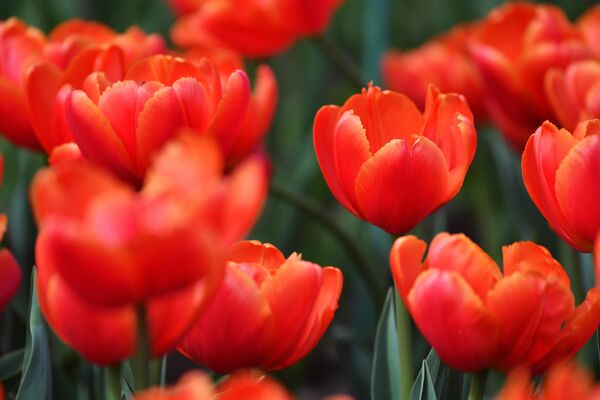 En la foto: tulipanes rojos del jardín botánico Nikitski. - Sputnik Mundo