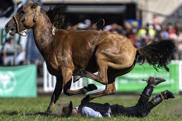Un gaucho se cae de un caballo salvaje durante el festival de rodeo Semana Criolla en Montevideo, Uruguay. - Sputnik Mundo