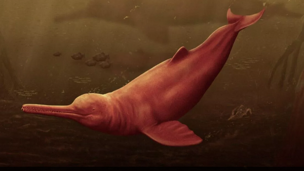 Reconstrucción artística de la nueva especie de delfín de agua dulce - Sputnik Mundo