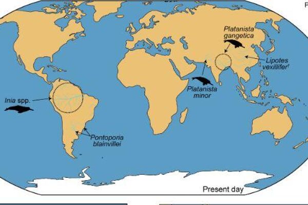 Distribución biogeográfica y paleobiogeográfica de Iniidae y Platanistidae a lo largo del Neógeno. - Sputnik Mundo