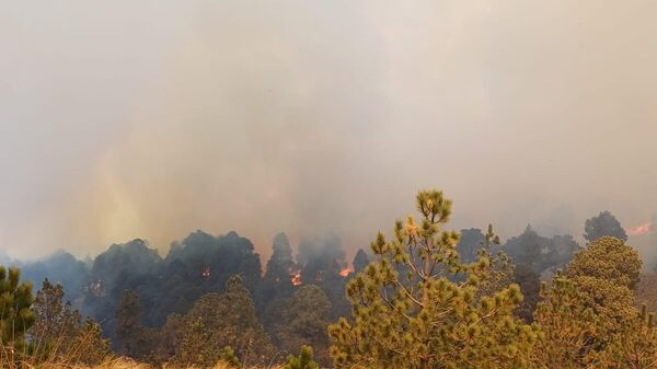 México reporta 69 incendios forestales activos que afectan a 11.882 hectáreas - Sputnik Mundo