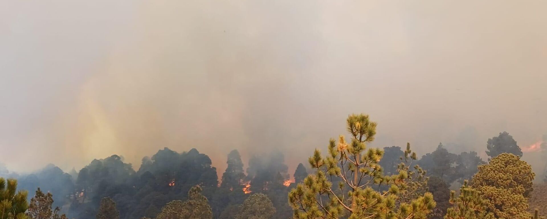 México reporta 69 incendios forestales activos que afectan a 11.882 hectáreas - Sputnik Mundo, 1920, 02.04.2024