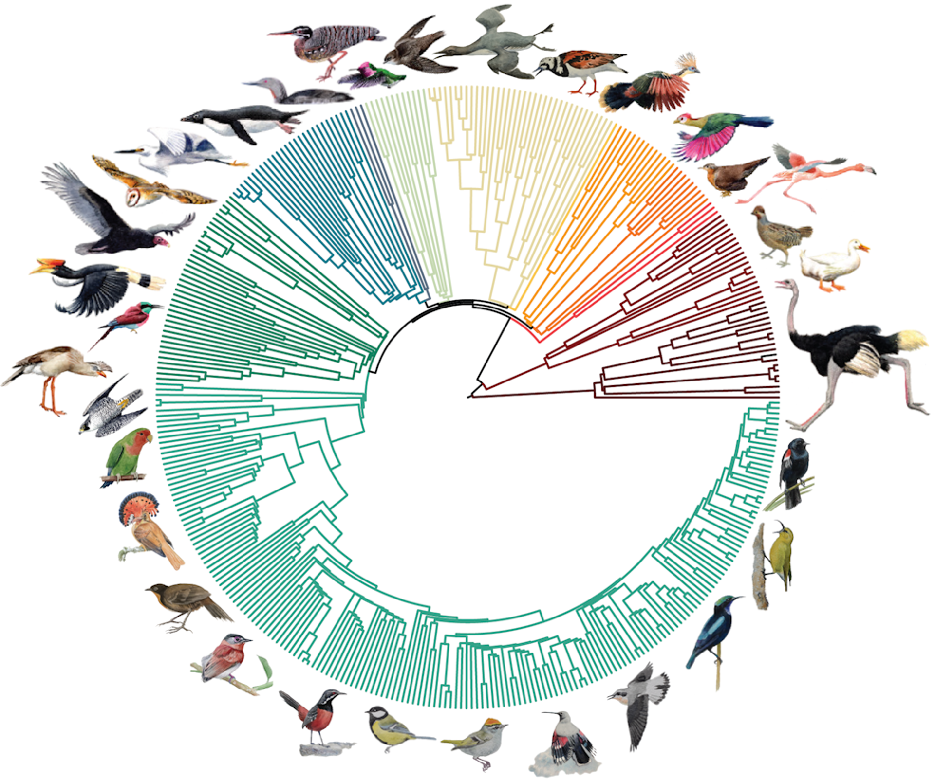 El árbol de la vida de las aves, basado en los genomas de 363 especies de aves. Los principales grupos de aves están codificados por colores en el árbol - Sputnik Mundo, 1920, 03.04.2024