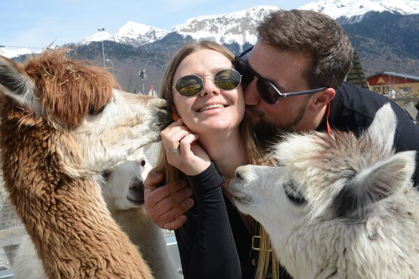 Visitantes en el parque de alpacas Pacha Mama, en el complejo Roza Jútor de Sochi. - Sputnik Mundo