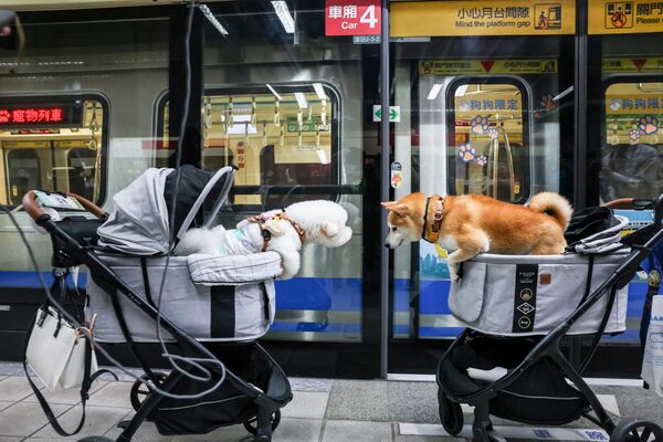 Perros domésticos se olisquean mientras esperan un tren para mascotas en el metro de Taipei, capital de Taiwán. El 31 de marzo, el metro de Taipei empezó a operar dos trenes para mascotas. - Sputnik Mundo
