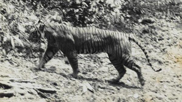 Un tigre de Java, foto de 1938 - Sputnik Mundo