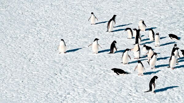 La muerte inusual de 500 pingüinos en la Antártida enciende alarmas por gripe aviar | Video - Sputnik Mundo