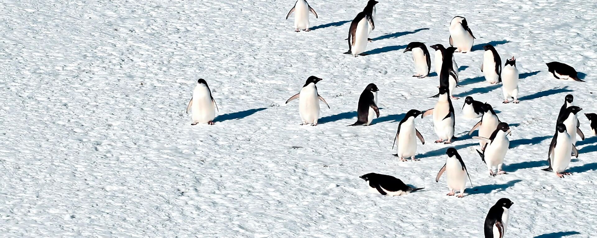 La muerte inusual de 500 pingüinos en la Antártida enciende alarmas por gripe aviar | Video - Sputnik Mundo, 1920, 12.04.2024