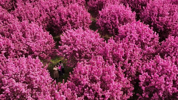 Un grupo de personas se saca fotos bajo los manzanos en flor en China - Sputnik Mundo